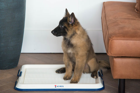 Een schattige puppy zit netjes op de JC Pets pad houder, klaar om zindelijkheidstraining te beginnen.