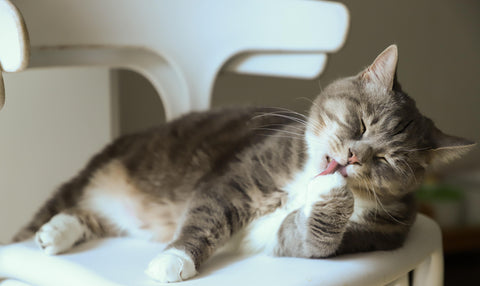 Kat speelt veilig in een katvriendelijk huis, een must voor elke beginnende katteneigenaar.