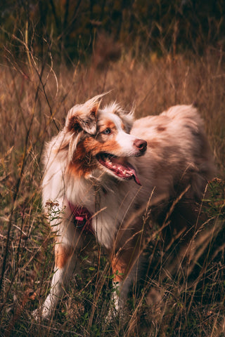 Hond geniet van het buitenleven, illustrerend hoe een passende hondennaam de band tussen eigenaar en huisdier kan versterken.