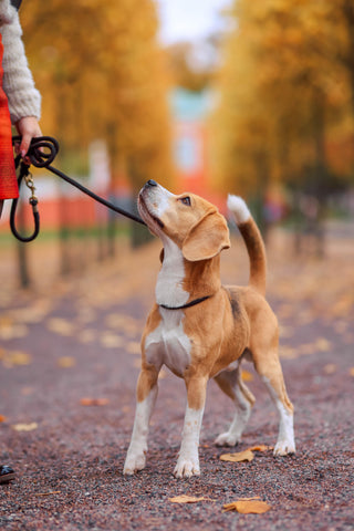 Pup aan de riem buiten, onderstrepend het belang van regelmatige wandelingen en buitenactiviteiten, zoals besproken in onze blog over de eerste dagen met een nieuwe hond.