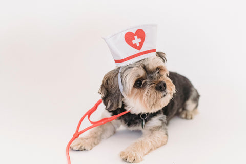 Hond verkleed als dokter met stethoscoop, symboliseert het belang van regelmatige gezondheidscontroles, goede voeding, en verzorging als onderdeel van de essentiële puppy benodigdheden checklist voor een lang en gezond leven.