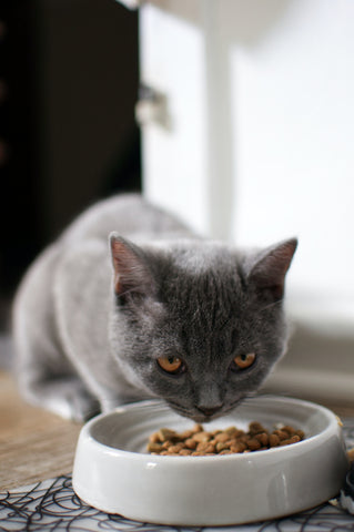 Kitten eet uit een voerbakje gevuld met hoogwaardig kattenvoer, benadrukkend het belang van een gebalanceerd dieet zoals besproken in onze blog over het kiezen van het beste kattenvoer.