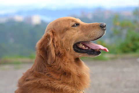 Hond staat buiten in de natuur, een goede situatie om de gekozen hondennaam te testen en te kijken hoe je nieuwe huisdier reageert.