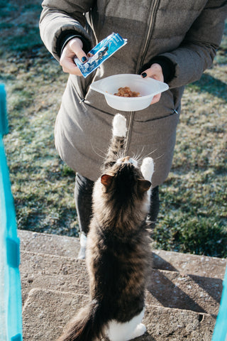 Kat genietend van gezond kattenvoer in een voerbak, ideaal voor beginnende katteneigenaren.