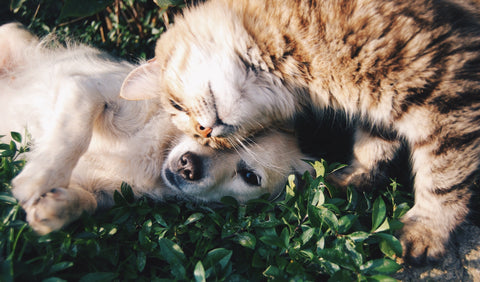 Puppy en kitten liggen liefdevol naast elkaar in het gras, van bovenaf gefotografeerd, illustrerend het belang van socialisatie en comfort zoals vermeld in onze puppy en kitten checklists.