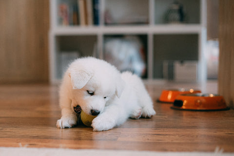 Puppy bijt speels in een bal, benadrukkend het belang van spel en fysieke activiteit in de ontwikkeling van een jonge hond, zoals uitgelicht in onze blog.