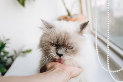 Kat die rustig aan een krabpaal krabt, belangrijk voor het beheersen van natuurlijk kattengedrag.