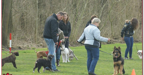 Professionele hondentrainer begeleidt een groep puppy's in een gestructureerde trainingssessie.