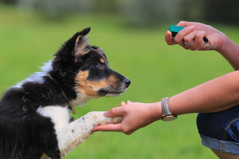 Puppy reageert positief op een clicker tijdens een clicker trainingssessie met zijn trainer.