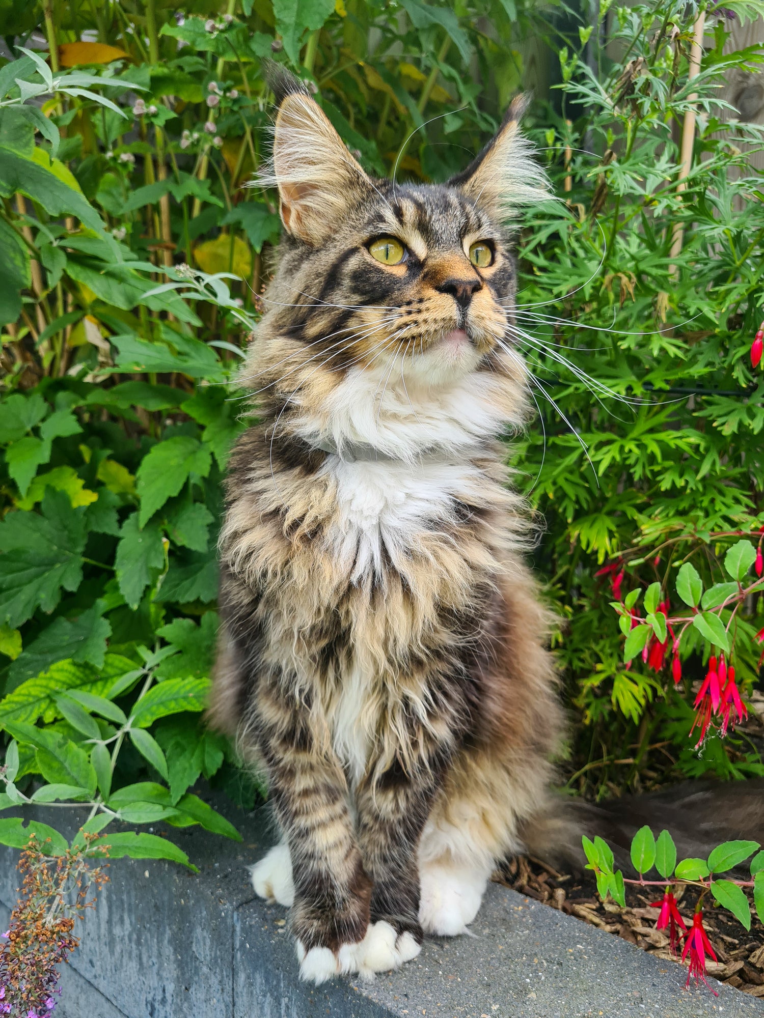 Conventie per ongeluk Vrijwillig Katten vlooien- en tekenband | 8 maanden bescherming, 100% natuurlijk – JC  Pets NL