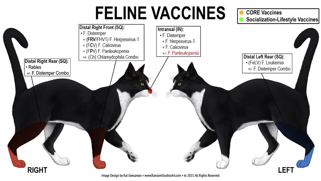 where are vaccines injected in dogs