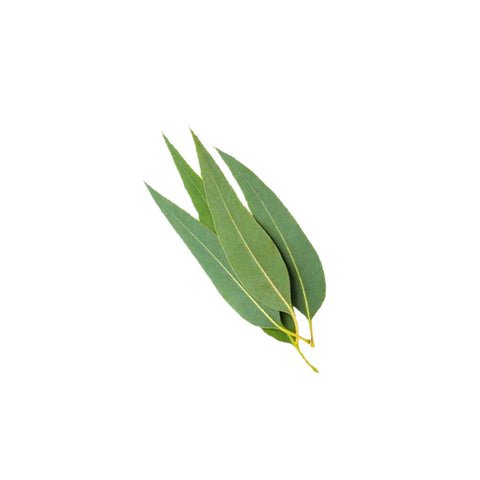 Eucalyptus Essential Oil 50ml + Free Dropper – WholeSaving