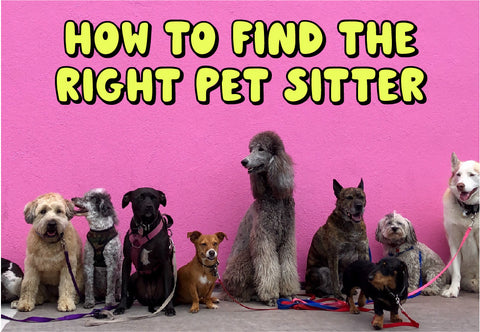 "How To Find The Right Pet Sitter" written in neon green text against a bright pink wall with a variety of dogs lined up at the bottom