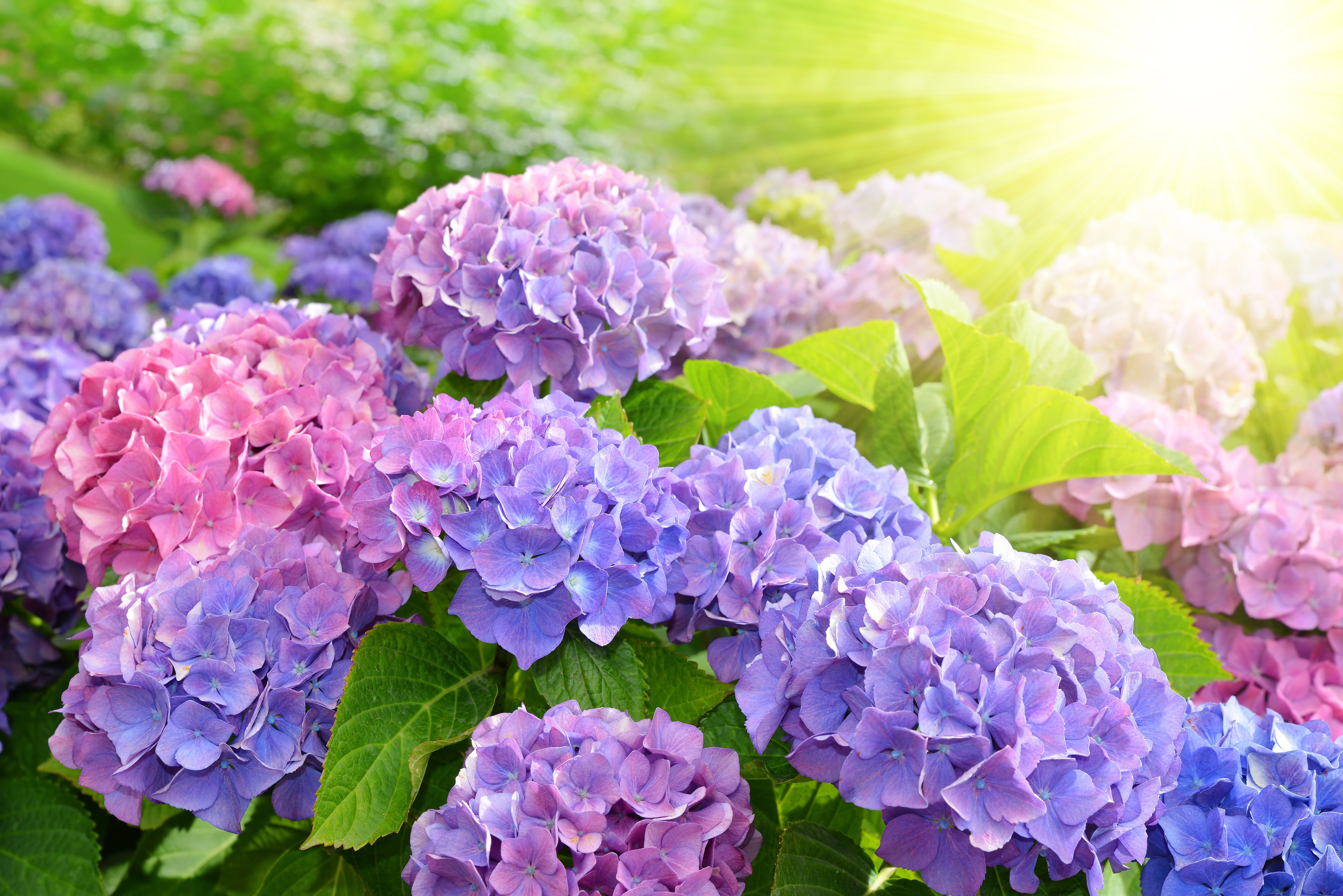 Landscaping with hydrangeas – Whitehall Garden Centre