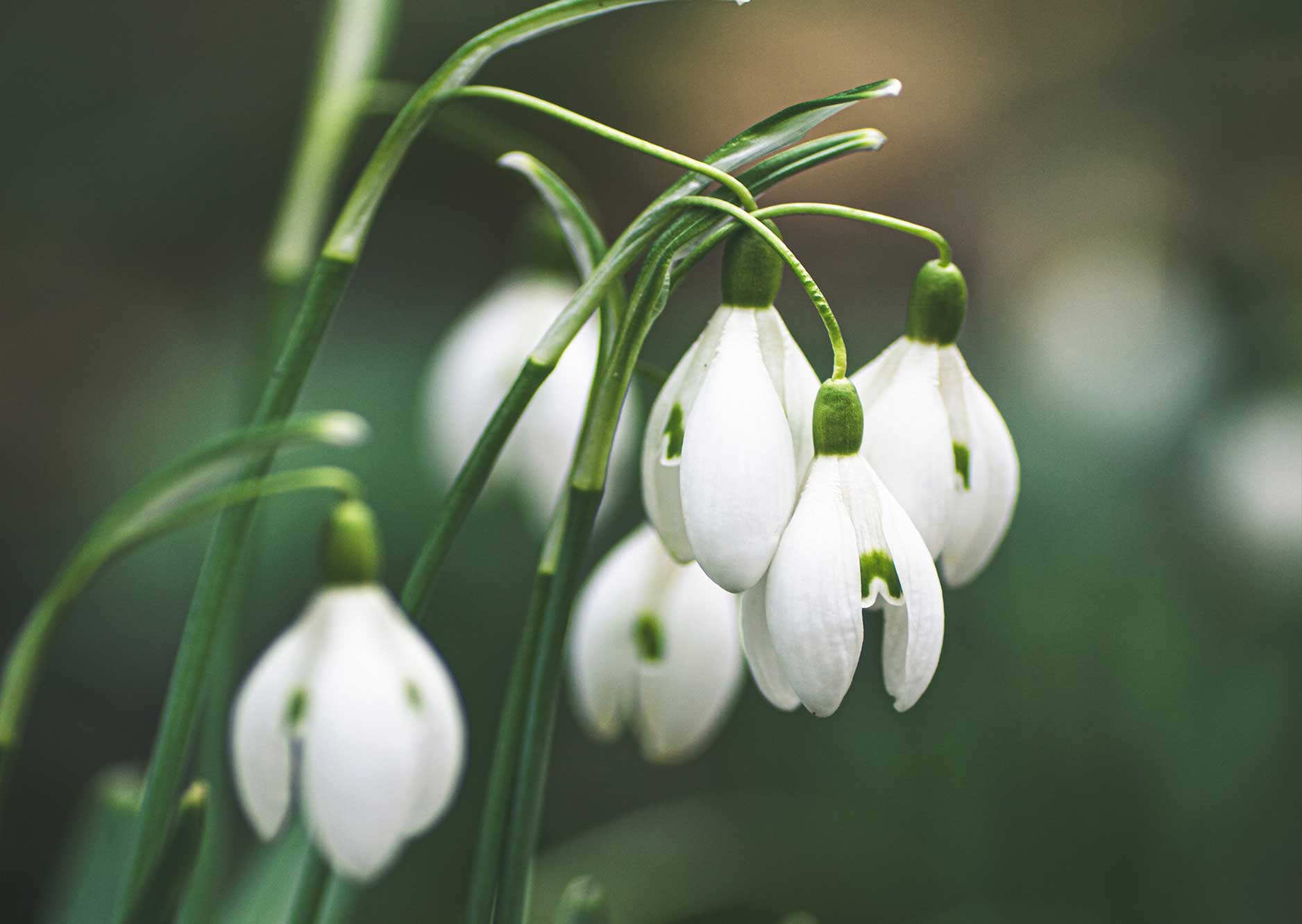 Snowdrops: A Winter Favourite – Whitehall Garden Centre