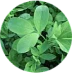 Close-up of green clover leaves.