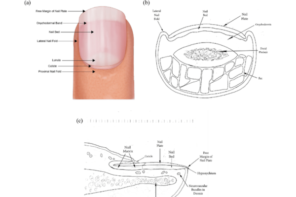 Structure of nails