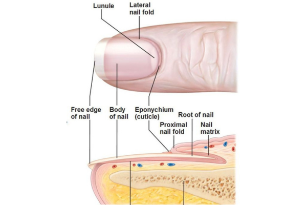 What is a cuticle