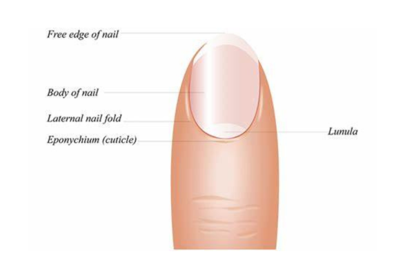 Nail Growth Support Cuticles