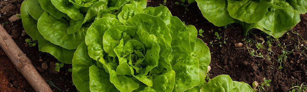 how to grow lettuce indoors