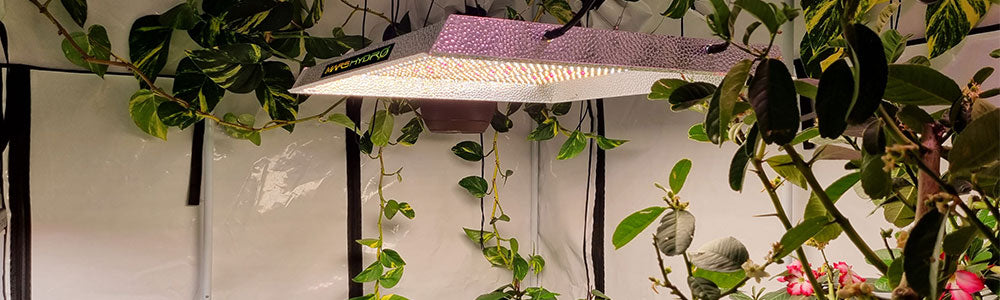 how far should led grow lights be from plants