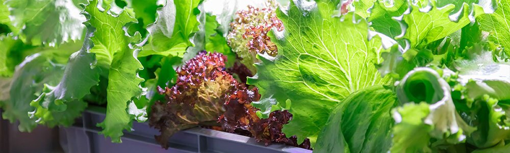 the ultimate guide to grow lettuce indoors