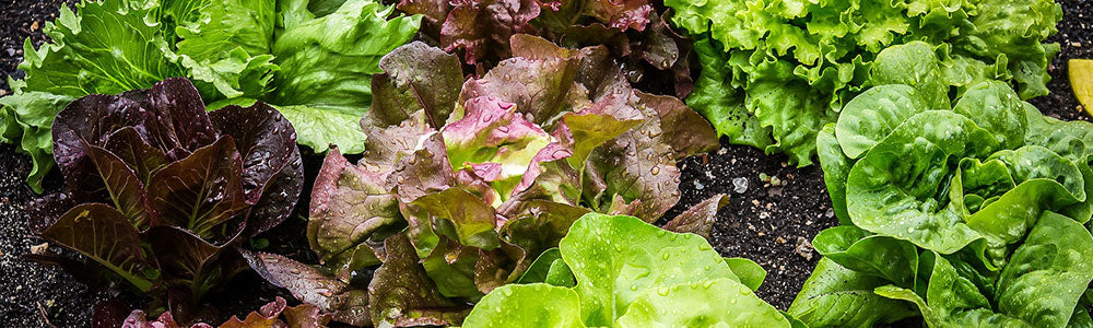 how to grow lettuce indoors