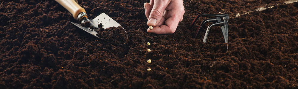 how to plant seeds