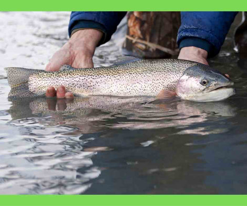 Nova Scotia Fly Fishing: 7 Species To Fill Your Dreams – Highland River  Flies