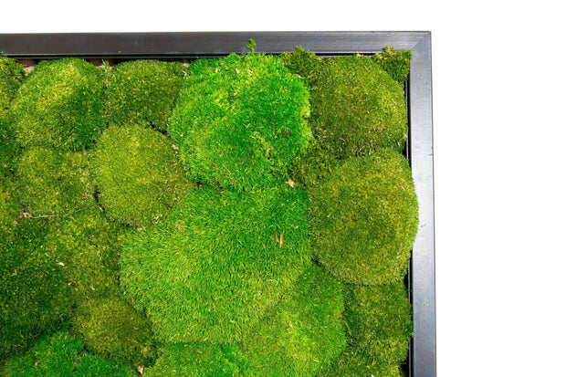 Preserved Flat Moss  Forest Green Bulk Box – Company Interiors