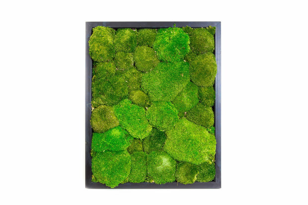 Preserved Ball Moss  Forest Green Bulk Box – Company Interiors