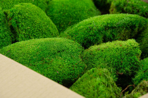 Premium Flat Moss - Preserved Forest Moss - Large Wholesale Bulk Box Cover  1 m2 Moss Light Green