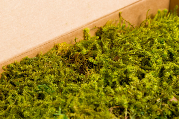 Flat Moss Small Box Preserved Flat Moss -  Singapore