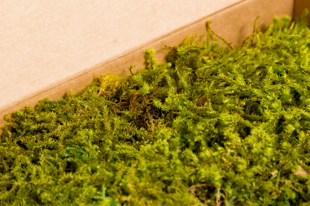 Preserved Flat Moss Bulk Box 2,5 kg Forest Green - buy in the online store  EtoileFlora