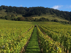 Chapel Down Vineyard