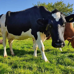 Cow | Barbury Hill