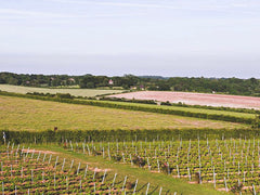 Hattingley Vines