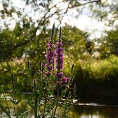 Spring flowers along the river Test 