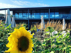 Trevibban Mill Vineyard