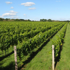 East Sussex Vineyard