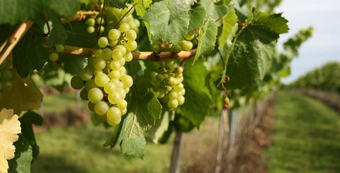 Grapes on the vine at Langham Wine Estate