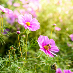 Bees in garden on blooming cosmos