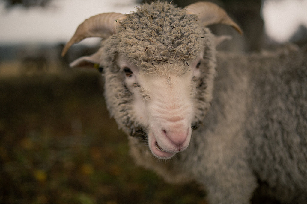 Qu'est-ce que la laine mérinos et d'où vient-elle ?