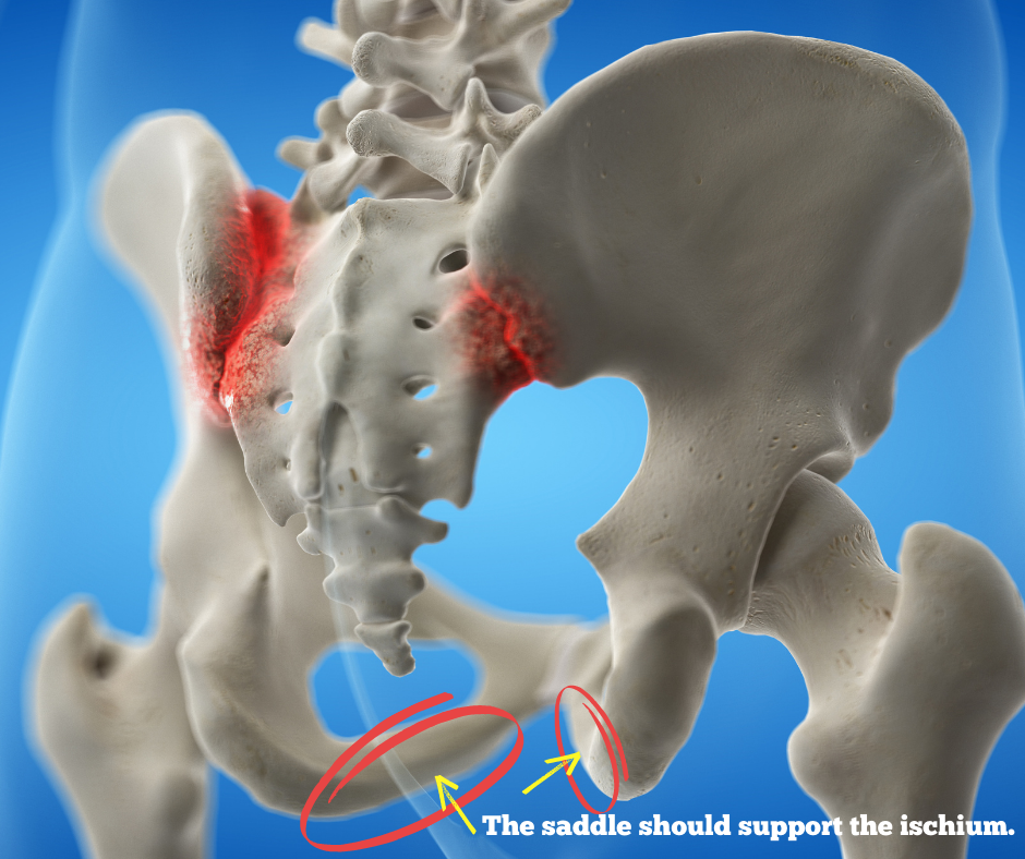 diagram of the ischium