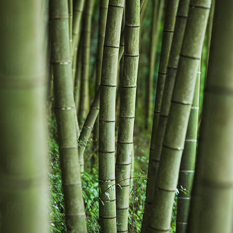 Verhoog jezelf produceren via Bamboe Benefits