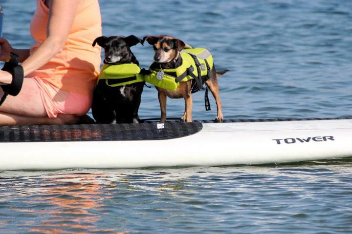 Dogs with Life Jackets