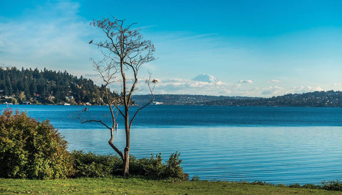 tree with birds in it overlooking a lake