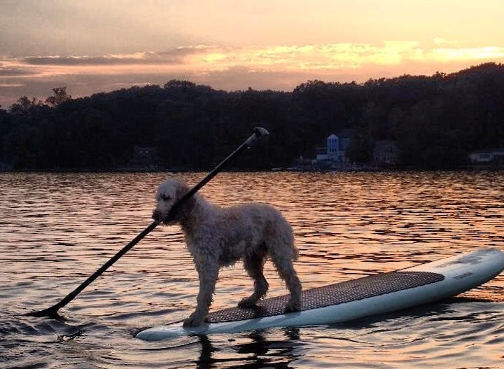 Dog Paddle Boarding Alone
