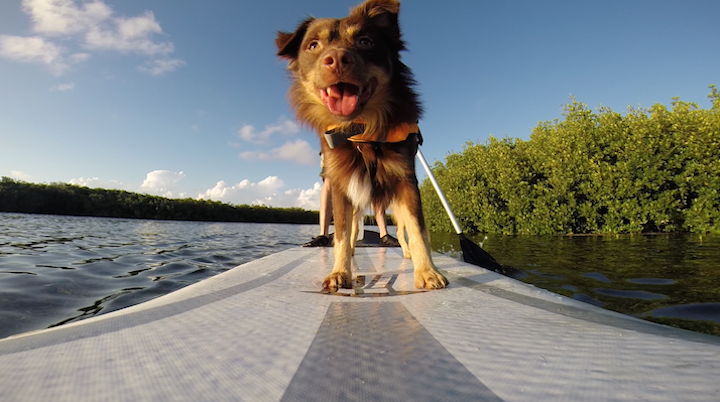 SUP Dog on GoPro