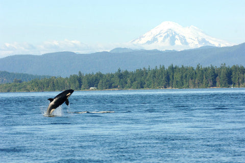 orca whale jumping out of the water with a mountain in the background